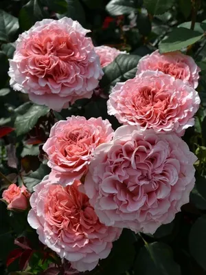 Лоран Каброль (Laurent Cabrol) розы гийо французкие розы купить питомник роз