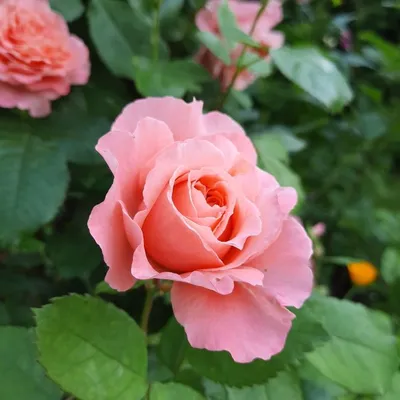 ⚜️ЛОРАН КАБРОЛЬ (LAURENT CABROL)⚜️ Massad Франция, 2009 Класс: шрабы Цвет:  лососевый, розово-абрикосовый Кол-во цветков на стебле:… | Instagram