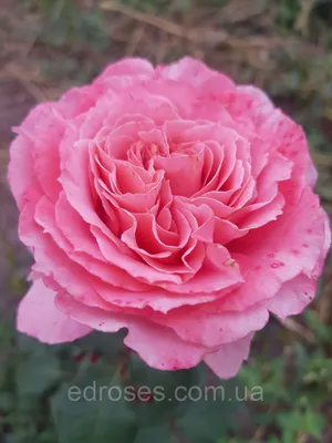 Лоран Каброль\" парковая роза, абрикосово-розовая, 2020год | Розы, Цветок,  Природа