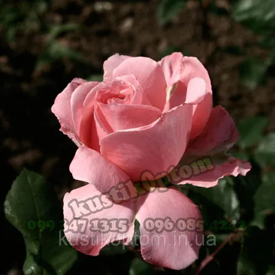 Купити саджанці рози Laurent Cabrol (Лоран Каброль) - роза недорого с  доставкою по всій Україні