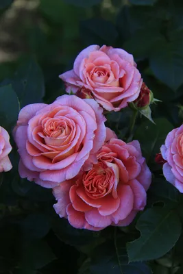 Купить Лоран Каброль, Фото и описание роз, Саженцы кустовых роз (шрабы) в  интернет магазине \"КустикОптом\" саженцы от производителя.