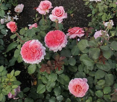 Красавица роза шраб «Лоран Каброль» | Точка соприкосновения | Дзен
