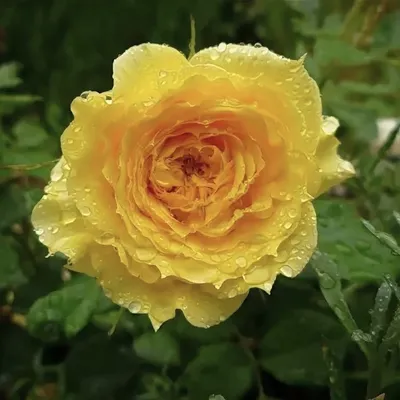 Красавица роза шраб «Лоран Каброль» | Точка соприкосновения | Дзен