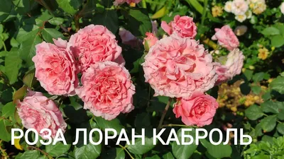 Лоран Каброль (Laurent Cabrol ): продажа, цена в Киевской области. Рассада  и саженцы цветов от \"EDROSES\" - 1100434397