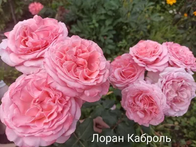 Купить саженцы роз Лоран Каброль с доставкой по Краснодару