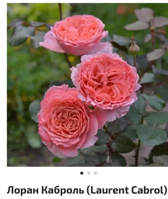 Роза Лоран Каброль Супер роза. (Laurent Cabrol, Massad, 2009) | Розы, Цветок