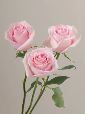 Luciano Roses Light Pink Fresh Cut Flower Delivery | GlobalRose