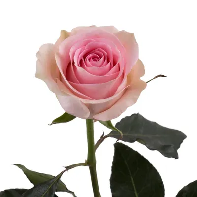 Rose Luciano Pink 50 cm - FMI Farms