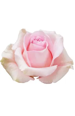 Rosa ec luciano | ROGECU | Rosa Ecuador | Rosa | All Flowers | All products  | OZ Export