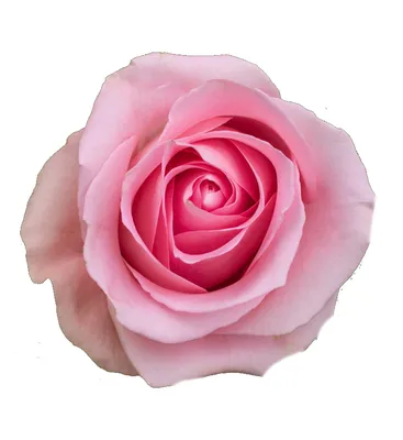 Luciano | Light Pink Rose - Rosas del Corazón