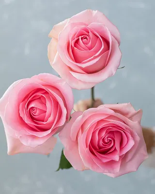 Natural Light Pink Luciano Roses Online | GlobalRose