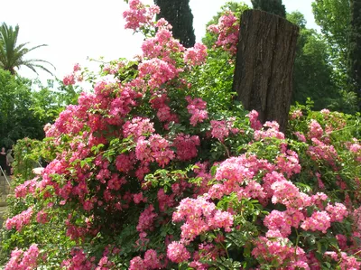 ROSA LUCIANO ROSA 70CM ECU - Canalflor S.L.