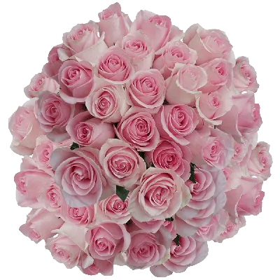 LUCIANO a Light Pink rose from Ecuador