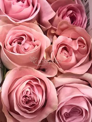 Matiz Roses - The lovely pink rose 🌷 such a the Luciano... | Facebook