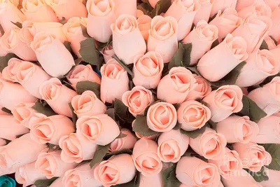 Real Roses For Sale Soft Light Pink Flowers | Light pink flowers, Pink  flowers, Light pink rose