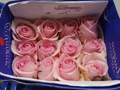 Luciano Roses Flowers For Sale Online | GlobalRose