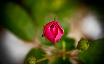 Close up macro of Luciano roses variety, studio shot Stock Photo - Alamy