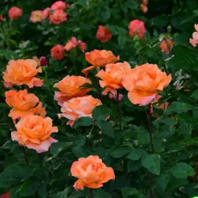 Роза Луи де Фюнес - описание, фото , особенности ухода, посадка | Блог о  цветах Виафлор