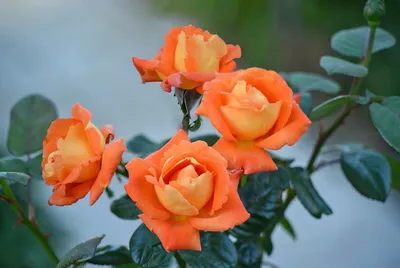 Саженцы розы луи де фюнес купить в Москве по цене от 690 рублей