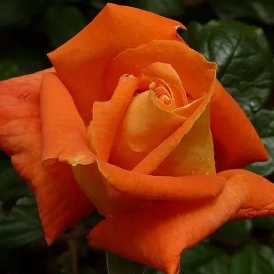 Саженцы розы луи де фюнес купить в Москве по цене от 690 рублей