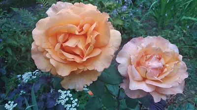 Саженцы роз Rosesmol - 💛Изумительная роза Луи де Фюнес (Louis de Funes)  привлечет внимание даже самого требовательного розовода💛 Ее цветки  крупные, махровые, насыщенного оранжевого цвета, с насыщенным приятным  ароматом. Лепестки розы Луи