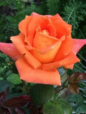 27. Роза Louis de Funes. Троянда Луї де Фюнес. - YouTube