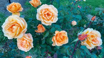 Роза для Луи де Фюнеса. | Коварная Юи | Дзен