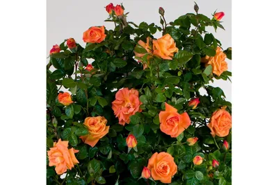 Чайно гибридная роза Луи Де Фюнес Louis de Funes- в магазине КустикОптом,  характеристика сорта, фото, наложеный платёж