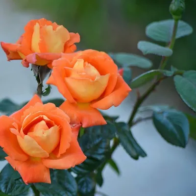 Роза чайно-гибридная Луи де Фюнес (Louis de Funes) С7 оранж.