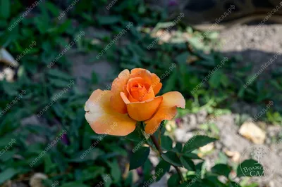 Роза Louis de Funès(Луи де Фюнес): продажа, цена в Черкасской области.  Рассада и саженцы цветов от \"Цветущий сад\" - 1735246969
