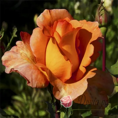 Роза чайно-гибридная Луи де Фюнес (Louis de Funes) (ID#1147196391), цена:  120 ₴, купить на Prom.ua