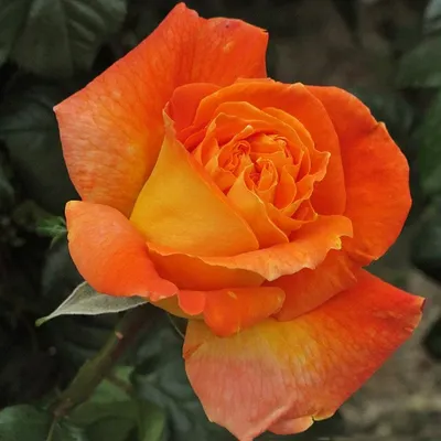 Роза Луи де Фюнес (ч.-гибрид, оранж)