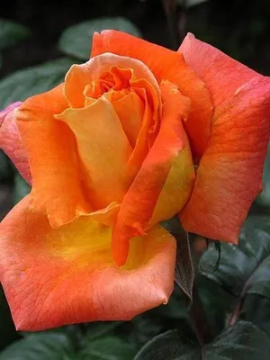 Роза Луи де Фюнес. Louis de Funes rose. Осенний цветок - YouTube