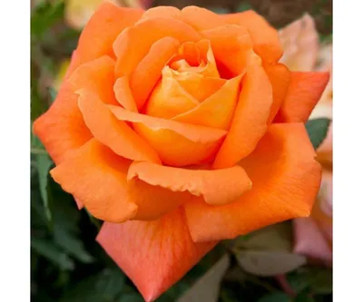 Луи де Фюнес (Louis de Funes) саженцы роз купить интернет купить розы