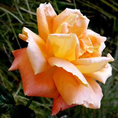 Роза Луи де Фюнес купить саженцы недорого в питомнике Заказ в сад