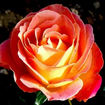 Роза чайно гибридная Луи де Фюнес - 70 фото