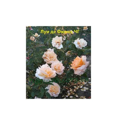 Роза Луи де Фюнес купить саженцы недорого в питомнике Заказ в сад