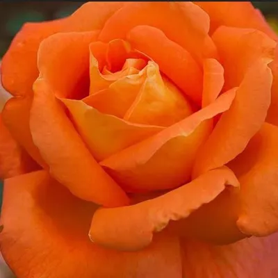 Луи де Фюнес и его розы На закате... - Эстетика Возраста | Facebook