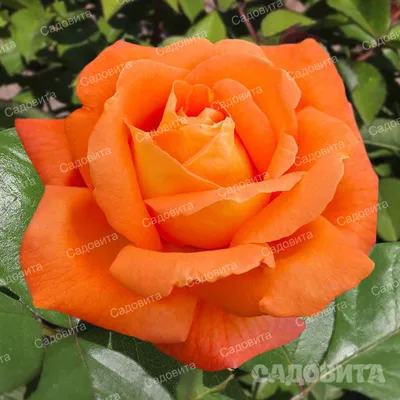 Роза чайно-гибридная Луи Де Фюнес Rose hybrid tea Louis de Funes - купить  саженцы роз с доставкой по Украине в магазине Добродар