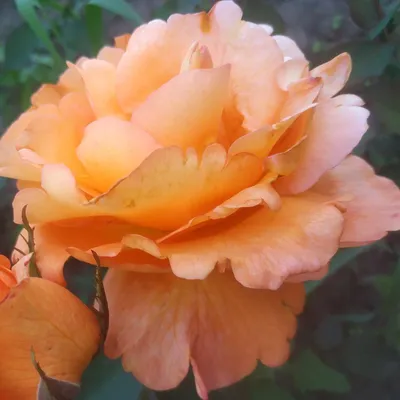 Роза Louis De Funes (Луи де Фюнес) – купить саженцы роз в питомнике в Москве