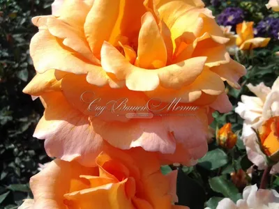 Саженец абрикосовой розы \"Луи Де Фюнес\" (ID#1435163452), цена: 65 ₴, купить  на Prom.ua
