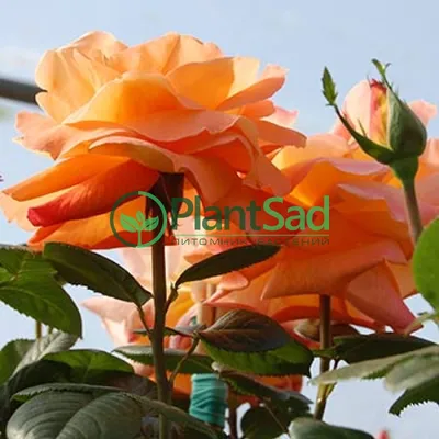 Самая красивая роза луи-де-фюнес, …» — создано в Шедевруме