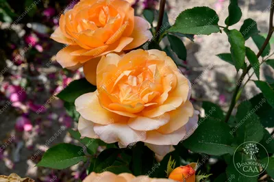 Саженцы розы чайно гибридной Луи де Фюнес (Louise de Funes) купить в Москве  по цене от 490 до 1990 руб. - питомник растений Элитный Сад