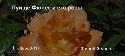 Купить Роза чайно-гибридная «Луи де Фюнес». Саженцы в Москве и области по  низкой цене