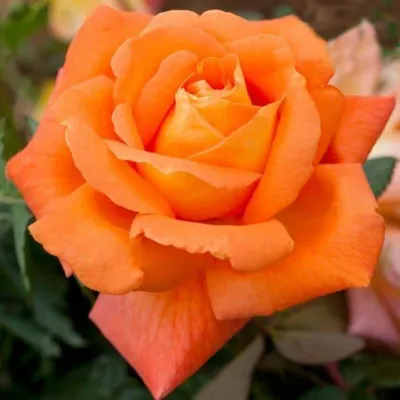Роза Луи де Фюнес, заказать в питомнике Флоракат в Белгороде