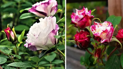 Роза Луиза Багнет – неприхотливая и скромная красавица для вашего сада |  НПО «Сады России» — когда сад в удовольствие! | Дзен