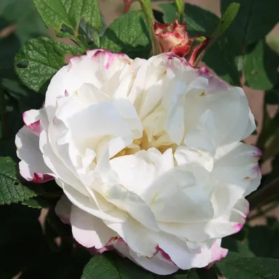 Роза канадская Луиза Багнет в питомнике растений Сергиев Посада
