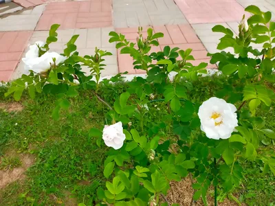 Роза канадская Луиза Багнет - красивый фотошоп в интернете? | Полезные  записи | Дзен