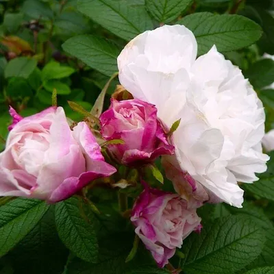 КАНАДСКИЕ РОЗЫ: Цветение роз Луиза Багнет | Cадовый мир | Моя дача в  Хабаровске - YouTube