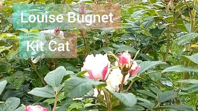 Роза канадская Луиза Багнет - красивый фотошоп в интернете? | Полезные  записи | Дзен